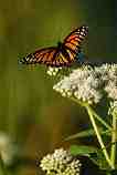 Monarch Butterfly: W-464