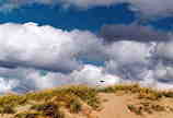 Dune Grass: W-477