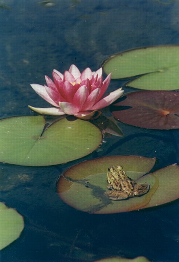 lily pad look