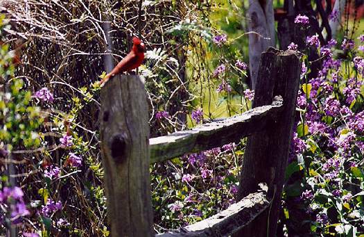 The Split Rail Fence: X-479